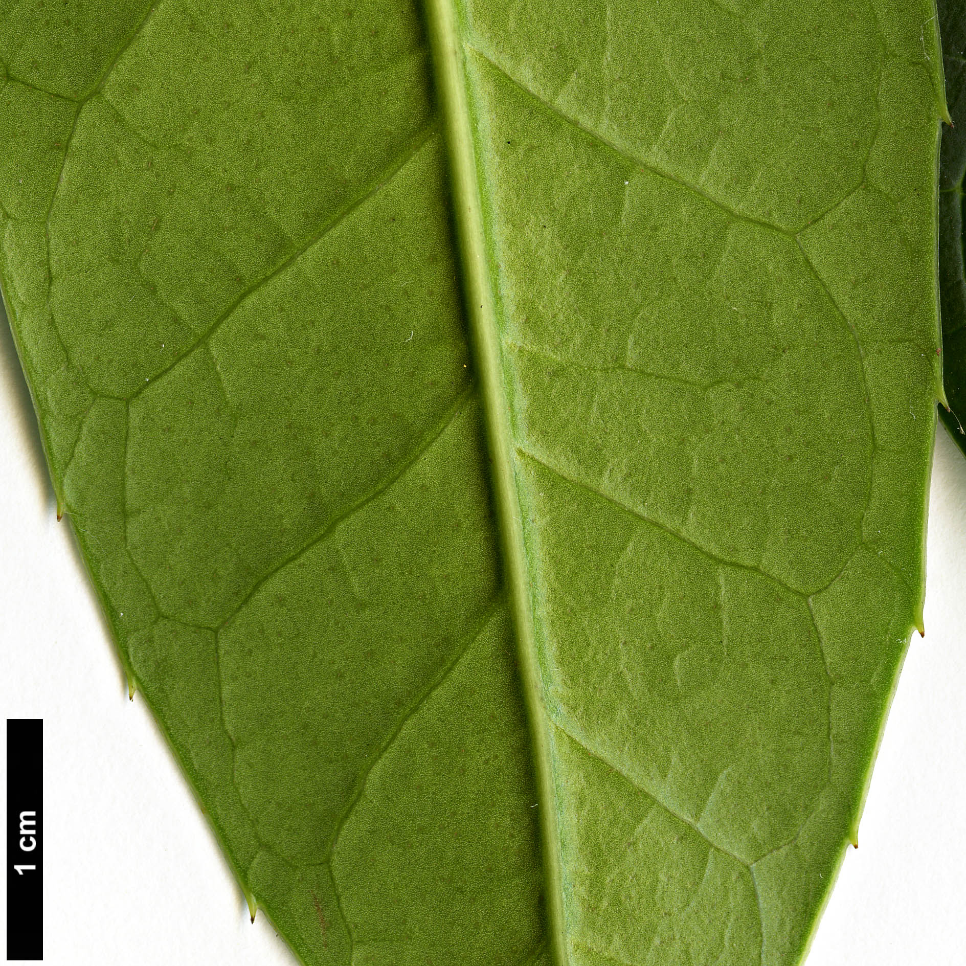 High resolution image: Family: Aquifoliaceae - Genus: Ilex - Taxon: hookeri HORT